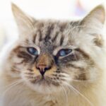 Ragamuffin Cat breed 1