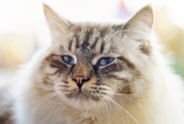 Ragamuffin Cat breed 1