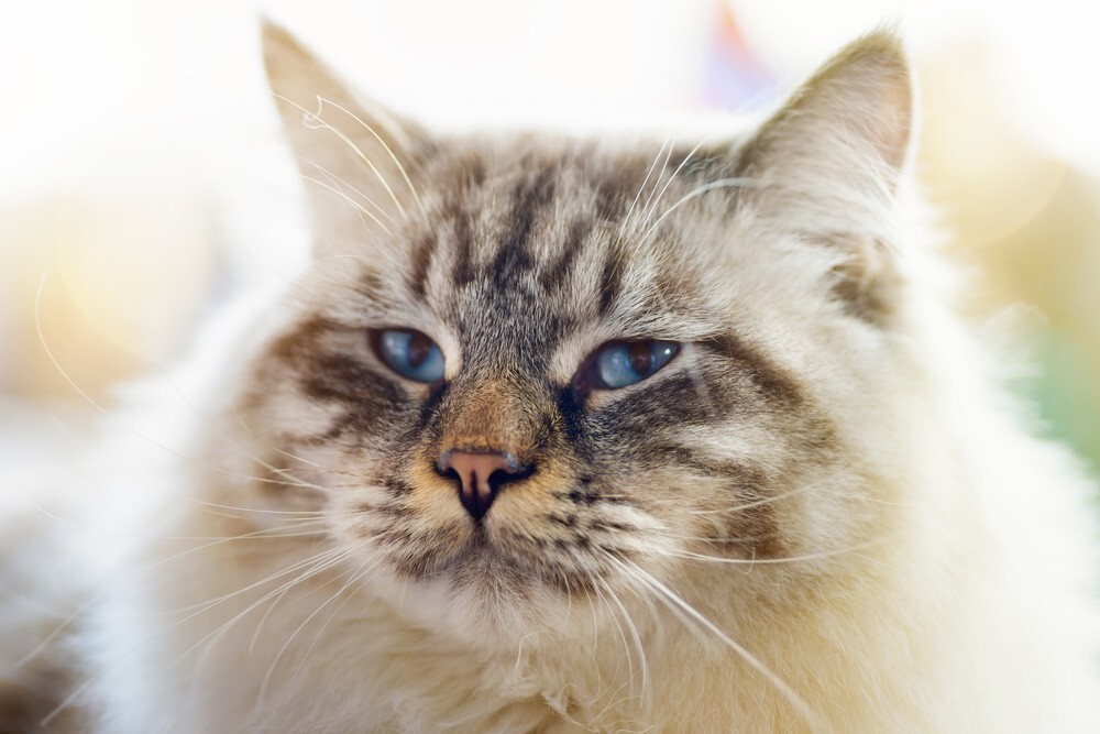 Ragamuffin Cat breed 1