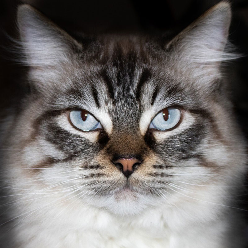 Ragamuffin-Cat-breed-2