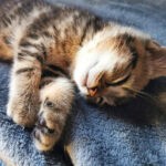 do-cats-dream