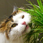 why-do-cats-eat-grass