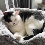 Cat Snoring