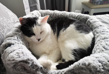 Cat Snoring