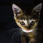 Are Cats Afraid Of The Dark