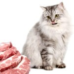 Can Cats Eat Pork 1