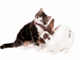 Can Cats and Rabbits Live Together 1