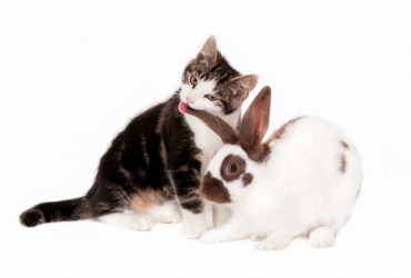 Can Cats and Rabbits Live Together 1