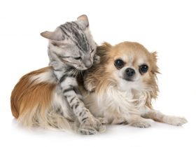 Do Bengal Cats Get Along With Dogs 1