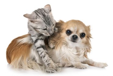 Do Bengal Cats Get Along With Dogs 1