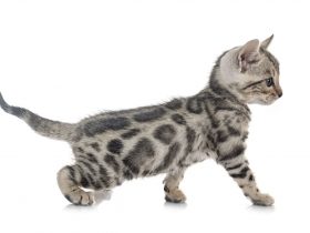Bengal Cat Price 1