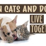 Can Cats and Dogs Live Together 1