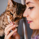 Do Bengal Cats Make Good Pets 1