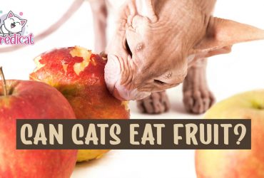 Can Cats Eat Fruit 1