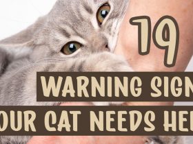 19 Warning Signs That Your Cat Needs Help