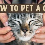 how to pet a cat 1