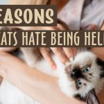 why does my cat not like to be held