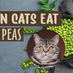 Can Cats Eat Peas