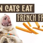 can cats eat french fries